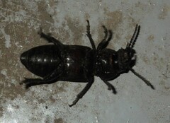 Spondylis buprestoides