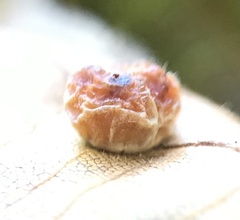 Caryomyia