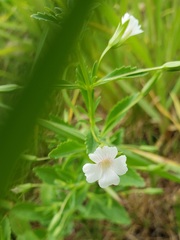 Mecardonia acuminata