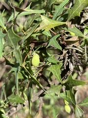 Berberis trifoliolata