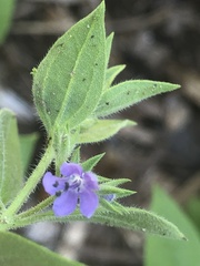 Trichostema brachiatum