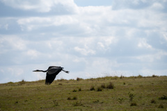 Ardea melanocephala