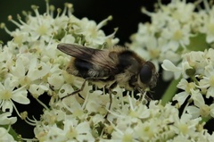 Cheilosia illustrata
