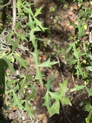 Berberis trifoliolata