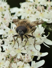 Cheilosia illustrata