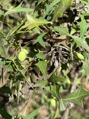 Berberis trifoliolata