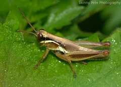 Paroxya