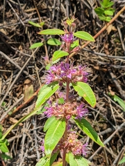 Decodon verticillatus