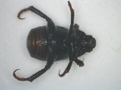 Hoplia