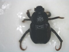 Hoplia
