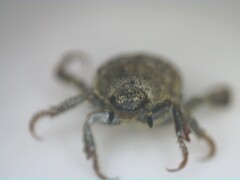 Hoplia