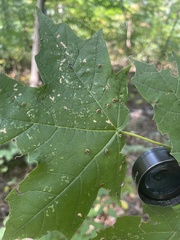 Dasineura communis