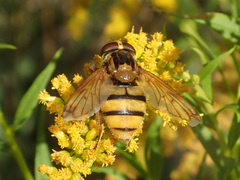 Volucella inanis