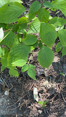 Cornus alternifolia