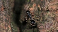 Temnothorax longispinosus