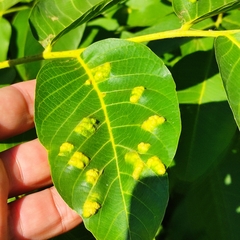 Aceria erinea