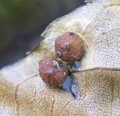 Caryomyia