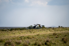 Ardea melanocephala