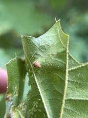 Dasineura communis