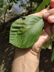 Alnus serrulata