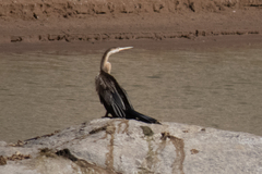 Anhinga rufa rufa