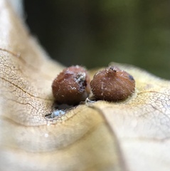 Caryomyia