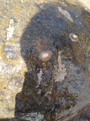 Siphonaria pectinata