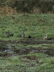 Vanellus miles novaehollandiae