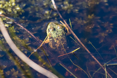 Lithobates clamitans