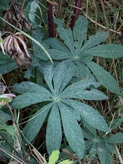 Lupinus latifolius