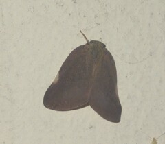 Ricania sublimata