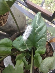 Lophocampa caryae