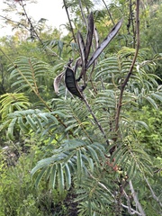 Calliandra houstoniana