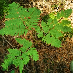 Pteridium aquilinum latiusculum