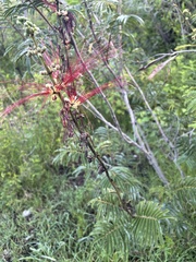 Calliandra houstoniana