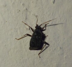 Proboscidocoris varicornis
