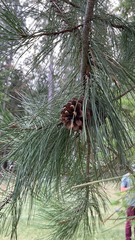 Pinus ponderosa