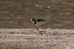 Charadrius tricollaris