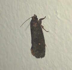 Cryptaspasma