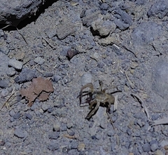 Lycosinae