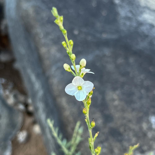 Buddleja virgata image