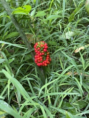 Arisaema dracontium