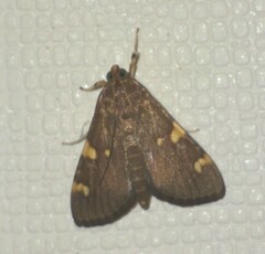 Rehimena