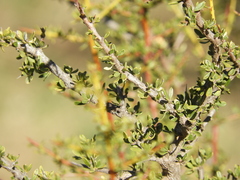 Condalia microphylla