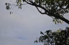 Patagioenas squamosa