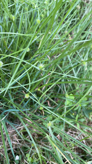 Cyperus brevifolius