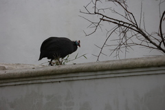 Numida meleagris coronatus