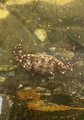 Hemigrapsus sanguineus