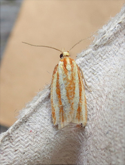 Sparganothis tristriata