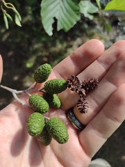 Alnus serrulata